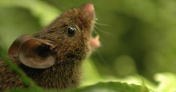 Científicos descubren especie de ratones que tiene la misma mutación que nos permite hablar - Foto: Agencia SINC