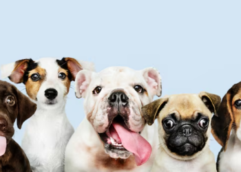 Las 10 razas de perros más tranquilas para una familia, según especialistas - Foto: freepik