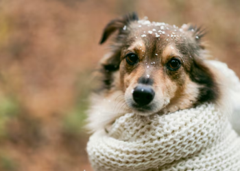 Alerta general en Chile para todos los que tienen mascotas en casa - Foto: Freepik