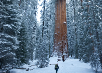 El árbol más grande del mundo supera los 90 metros de altura, está en América y es más alto que un edificio de 30 pisos - Foto: National Geographic