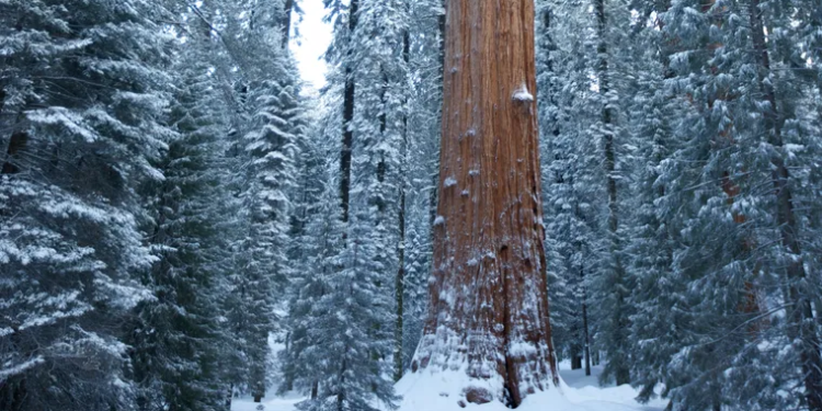 El árbol más grande del mundo supera los 90 metros de altura, está en América y es más alto que un edificio de 30 pisos - Foto: National Geographic