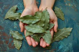 Hoja de laurel dentro del clóset: para qué sirve y por qué recomiendan hacer esto - foto: Freepik