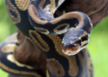 La serpiente más grande del mundo mide 6 metros, pesa 100 kilos y es tan larga como un autobús escolar - Foto: Freepik