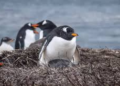 Científicos chilenos descubren una nueva especie animal por primera vez en 100 años - Foto: Fundacion Terram