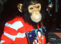 Fans de Michael Jackson reciben con sorpresa la noticia de que el chimpancé del cantante sigue vivo y sabe hacer el moonwalk - Foto: China.org