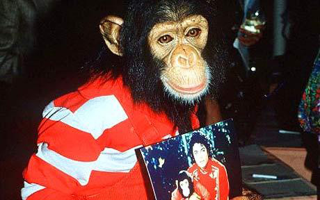 Fans de Michael Jackson reciben con sorpresa la noticia de que el chimpancé del cantante sigue vivo y sabe hacer el moonwalk - Foto: China.org