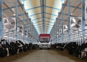 La granja más grande del mundo está en China, tiene 150 mil vacas y equivale a más de 12 veces el tamaño de Santiago - Foto: LM Neuquén