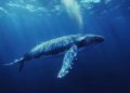 Mientras el elefante africano mide 7 metros y pesa hasta 7 toneladas, la ballena azul alcanza los 30 metros y pesa 21 veces más - Foto: Freepik