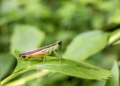 Si escuchas grillos cantando en tu jardín por la noche, te contamos qué significa y por qué es una buena señal - Foto: Freepik