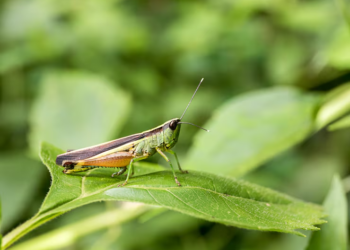 Si escuchas grillos cantando en tu jardín por la noche, te contamos qué significa y por qué es una buena señal - Foto: Freepik