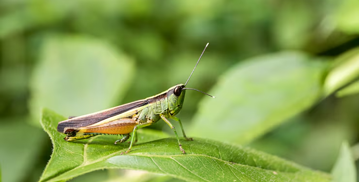 Si escuchas grillos cantando en tu jardín por la noche, te contamos qué significa y por qué es una buena señal - Foto: Freepik