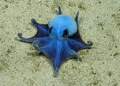 Científicos descienden 1.700 metros en el mar y descubren una nueva especie de pulpo que sorprende por su tamaño - Foto: Latinaradio