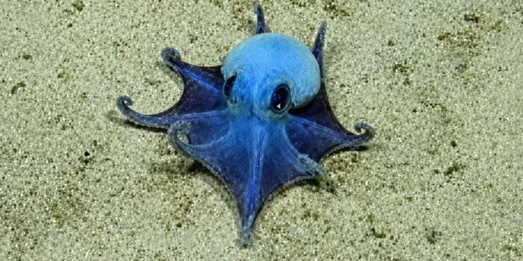 Científicos descienden 1.700 metros en el mar y descubren una nueva especie de pulpo que sorprende por su tamaño - Foto: Latinaradio
