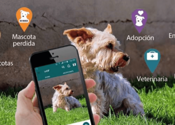 Esta es la aplicación ideal que deberías descargar si tienes perro en casa - Foto: Chicureo Hoy