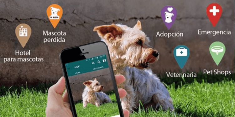 Esta es la aplicación ideal que deberías descargar si tienes perro en casa - Foto: Chicureo Hoy