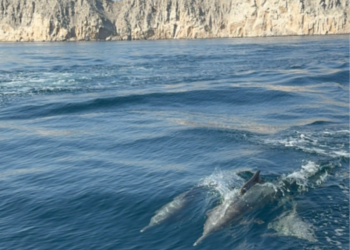 Observando delfines nadando en el Estrecho de Ormuz - Foto: Abhinav explora