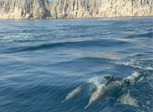 Observando delfines nadando en el Estrecho de Ormuz - Foto: Abhinav explora