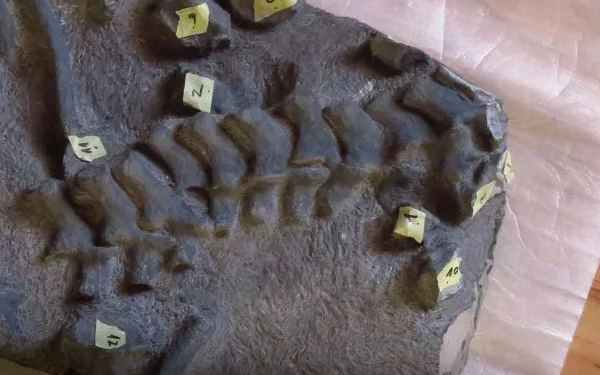 Científicos chilenos confirman la presencia de dinosaurios en el país - Foto: 24 horas