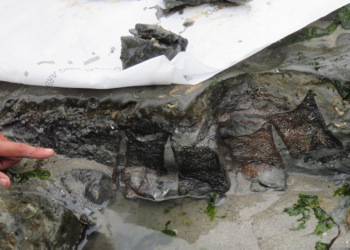 Fósiles encontrados en Chile confirman la presencia de dinosaurios en el país hace 69 millones de años - Foto: El Mostrador