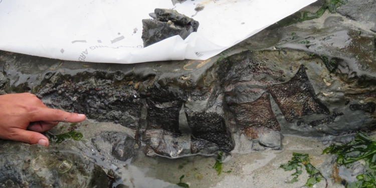 Fósiles encontrados en Chile confirman la presencia de dinosaurios en el país hace 69 millones de años - Foto: El Mostrador