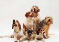 Estas son las razas de perros que viven más tiempo - Foto: Magnific