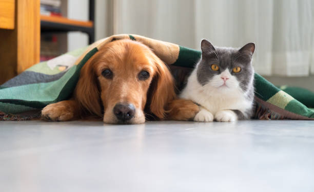 Cómo ayudar a aliviar los dolores articulares de los animales durante el frío - Foto: iStock