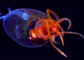 Tras 100 años de búsqueda, investigadores encuentran un animal de 7 metros y 500 kilos que vive a 600 metros de profundidad - Foto: El Cronista