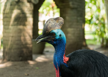 Una de las aves más peligrosas del planeta se vuelve fluorescente bajo luz ultravioleta - Foto: Freepik